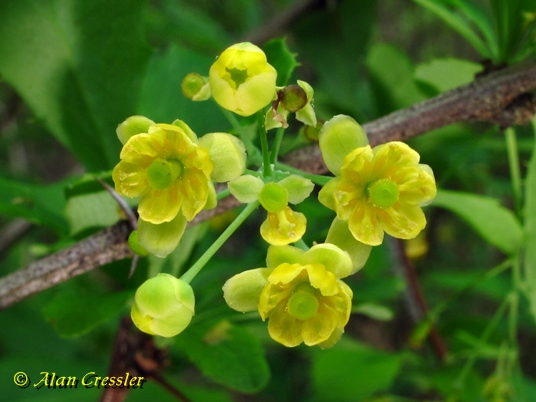 {Berberis canadensis}